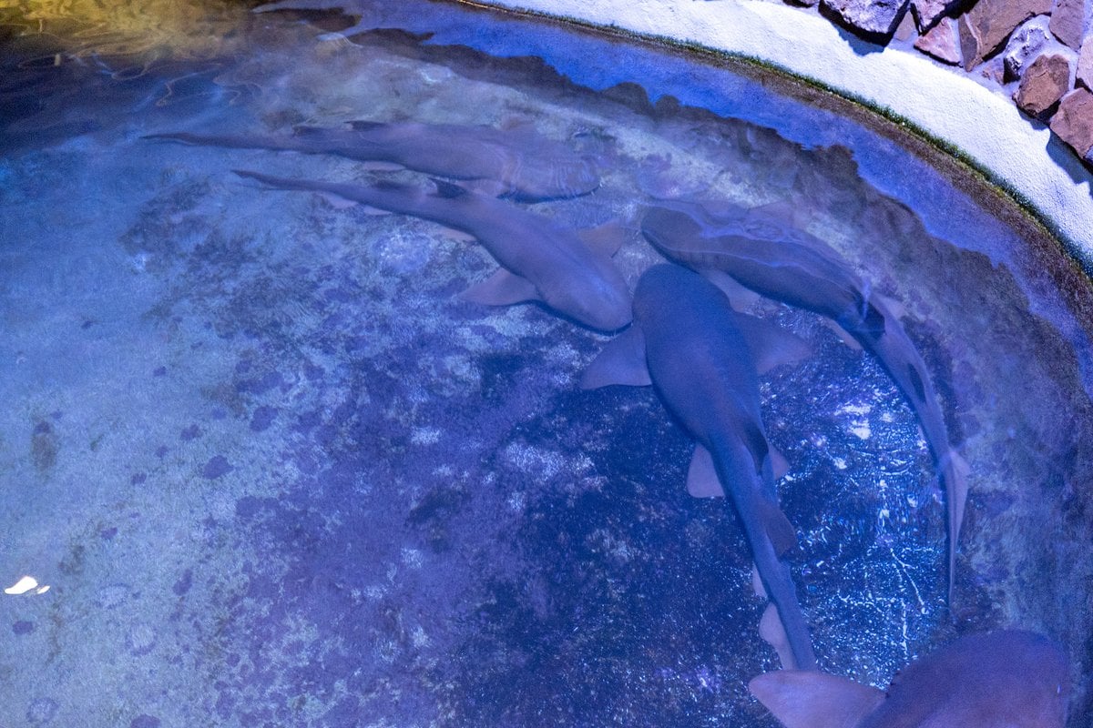Key West Aquarium - Gallery Image 5
